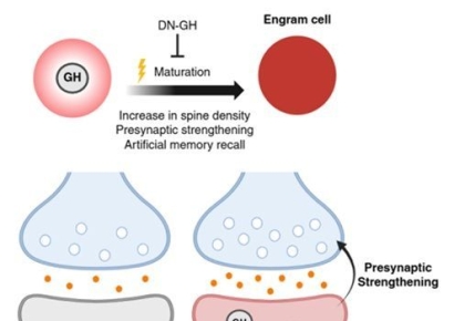 기억을 키우는 호르몬이 따로 있었다[과학을읽다] 