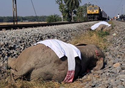 코끼리무리도 달려오는 열차 앞에선…철로 건너다 7마리 폐사