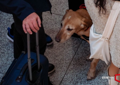 [포토] 마약 탐지활동하는 관세청 마약탐지견