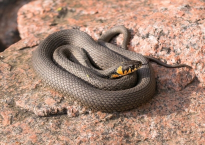 아버지 집에 독사 풀었다…용의자 지목된 두 아들, 끔찍한 선택