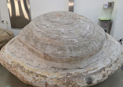 포항 신생대 두호층 고래화석·결핵체, 국가지정 천연기념물 지정