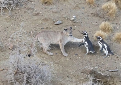 닥치는 대로 펭귄 사냥, '퓨마'가 달라진 까닭