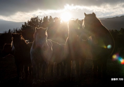 [포토] 제주마의 기운 받아 코스피 5000으로