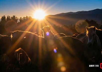 [포토] '붉은 말의 해'