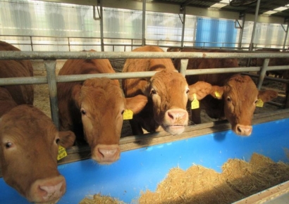 소고기가 인류 미래 바꿀까…"전 세계인이 바꿔야" 경고