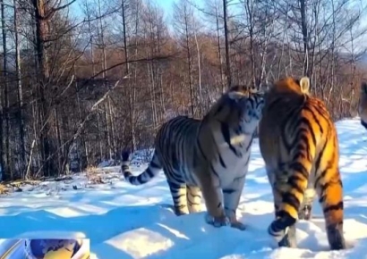 "숨 멎을 만큼 감동적" 백두산 호랑이 어미와 새끼 5마리 포착