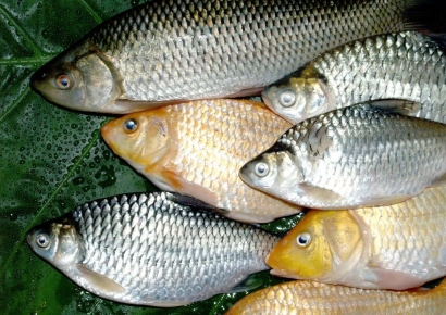 발라먹기 귀찮았는데…'잔가시 없는 붕어' 개발한 중국