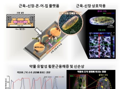 KAIST "약물 부작용·급성 신장 손상, 미세 칩 위에서 예측"