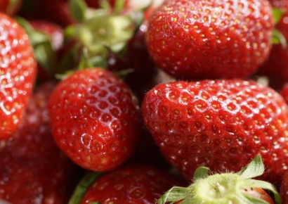 "비싸서 못먹는데"…산지에선 버린다는 딸기 무슨 일?