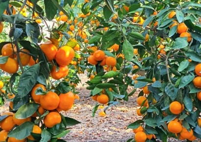 "어차피 다 제주 귤 아니야?" 알고 봤더니…올해 1만6000t 와르르 쏟아진 미국산