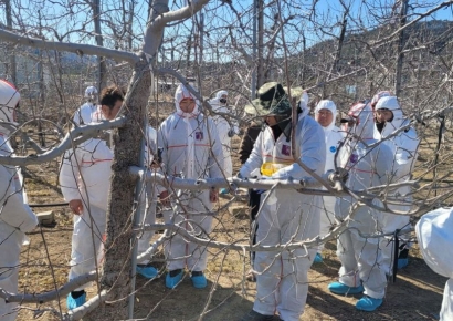 보이지 않아 더 무섭다… 영덕군, 과수화상병 예방 총력전