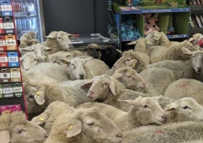 "사료통인 줄 알았나" 양 50마리 '메에~' 하며 마트 난입