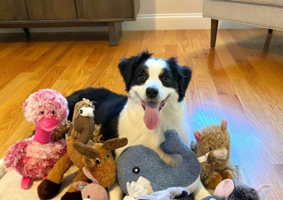 "장난감 이름 잘 외우는 반려견, 주인 대화 엿듣고 단어 배울 수도"