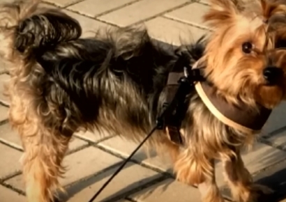 "죽은 줄 알았다" "아빠 목소리에 눈물"…6년만에 가족 찾은 반려견 사연