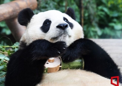 "판다, 광주로?" 강기정 시장, 우치동물원서 현장 점검