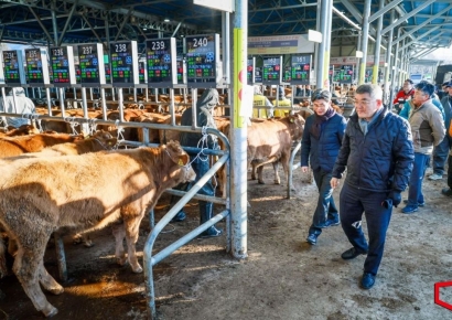 경매장에 모인 숫자가 말한다…예천 축산 현장의 회복 신호 