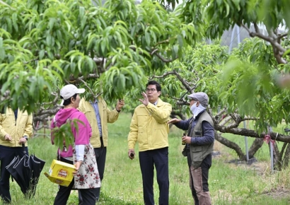 영덕군, 과수밭에 31억원 뿌렸다… 사과·배·포도·복숭아 경쟁력↑