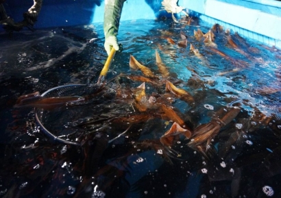 [포토] "오징어도 줄을 서시오"… 울진 죽변항에선 매일 아침 전쟁