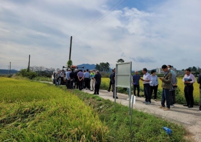 영광군, 신동진벼 품종 일몰…신품종 벼 실증 '농가 선택' 확대