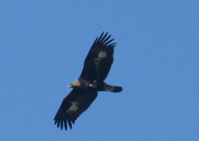 울산 회야댐에 날아든 ‘국가대표급 새들’… 먹황새·검독수리 등 '천연기념물 어벤져스' 발견