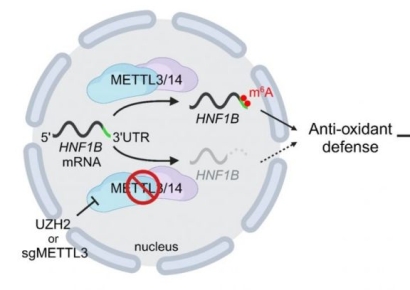 RNA 수식 하나로 암세포 '항산화 방패' 무너뜨렸다[과학을읽다]