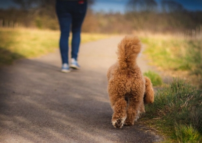 반려견 배설물 안 치우면 '벌금 37만원'…DNA 추적까지 도입한 '이곳'