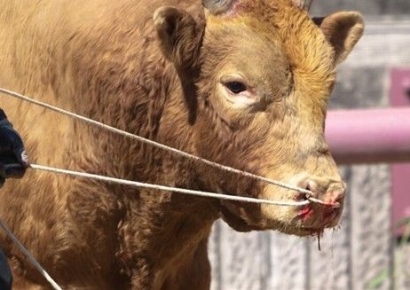 "소 약물 주입 후 출전"…청도 소싸움 동물학대 실태조사