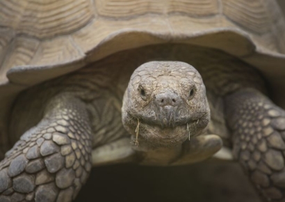 "여기서 왜 나와?" 바닥을 뜯자 기어 나온 거북이…10년 넘게 갇혀 있었다