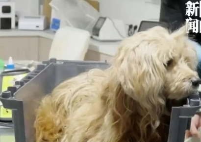 10년 동고동락 주인 기다리며 식음 전폐…중국판 '하치'에 누리꾼 엄지척