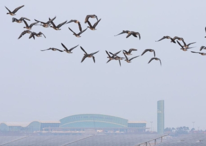 국내 최초 '조류 감시용 CCTV'로 무안공항 버드 스트라이크 막는다