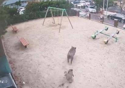 "동네 놀이터에 꺼먼 육중한 몸이 우다다"…닷새째 도심서 멧돼지 신고