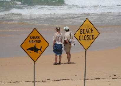 "해변 폐쇄합니다"…호주 시드니 일대 해변에 '상어 주의보' 