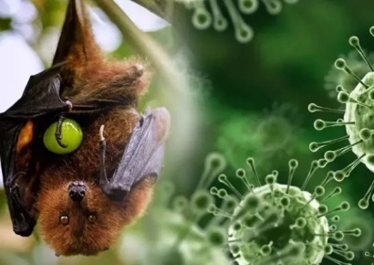 걸리면 10명 중 7명 숨진다…백신도 치료제도 없다는 감염병 인도서 확산