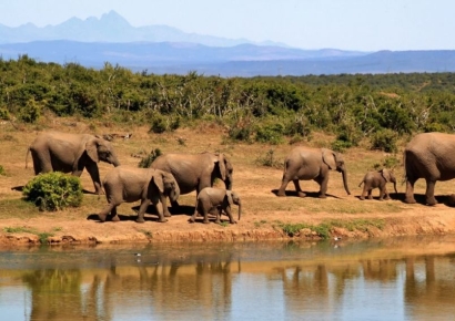 "출산율 높아 곤란" 특단의 조치 나선 태국…사상 첫 야생 코끼리 피임