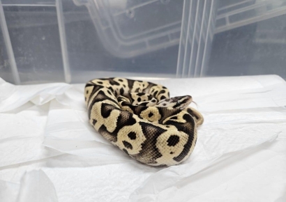 "무늬가 남다르더니"…강남역 지하철 소동 주인공, 그냥 뱀 아니었다