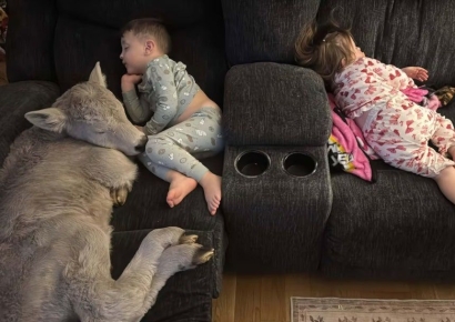 혹한 속 태어난 송아지에게 어미 소 돼준 美 아이들…"사랑스럽다"