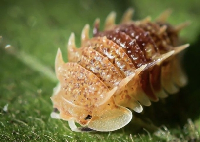 손톱만한 '벌레' 한마리가 120만원에 팔리는 이유…美서 '반려동물' 인기