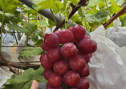 "요즘 고객님들 가격은 안 봐요" 과일 하나 팔려고 밭부터 계약하는 백화점들