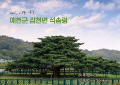 2000살 향나무·세금내는 나무·이몽룡 나무 보러갈까?…경북문화관광공사, 노거수 테마여행 제안