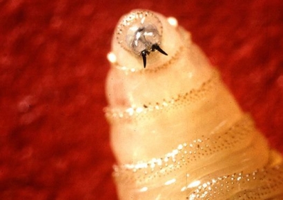 "치료 안 하면 사망" 살 파먹는 '기생 벌레'에 재난 선언 선포한 텍사스