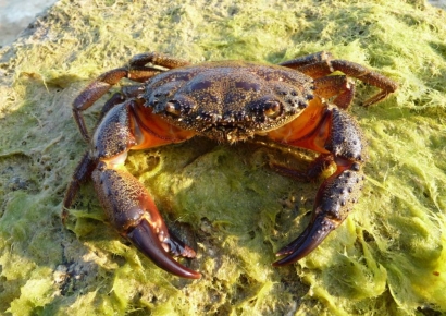 웃으며 먹방 찍었는데 이틀만에 돌연…'악마게' 먹은 필리핀 인플루언서 사망