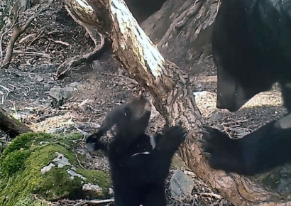 설 연휴 맞아 국립공원 '야생 다큐 맛집' 변신