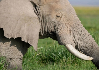 코끼리 난동, 또 인명 피해…일가족 포함 6명 사망 