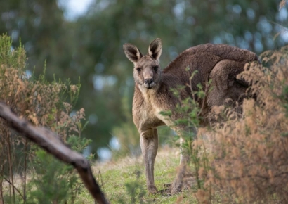 반려견 구하려 캥거루와 혈투…"교통사고 수준 부상"