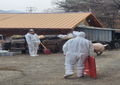 창녕서 아프리카돼지열병(ASF) 추가 확진 … 박완수 경남지사 "방역 조치 차질 없게"
