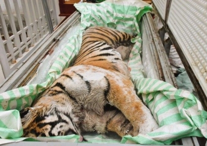 "뼈 조리해 판매하려고" 호랑이 2마리 사체 냉동 보관한 2명 체포