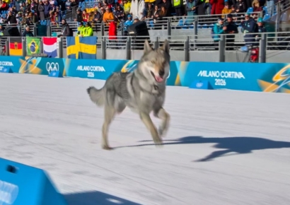 "늑대가 나타난 줄…" 올림픽 경기 난입한 깜짝 주자의 정체