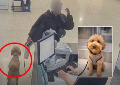 "추적 장치 있으니 괜찮아" 공항에 반려견 두고 떠난 여성의 최후