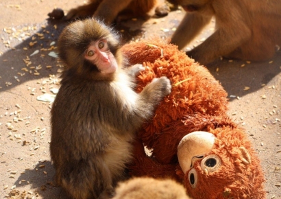 "엄마 대신 인형 품고 버팁니다"…열도 울린 생후 6개월 '왕따 원숭이'의 홀로서기[日요일日문화]