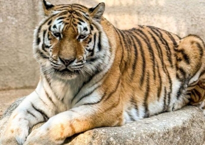 애교 많던 서울대공원 호랑이 '미호' 폐사…"다툼 있었다"